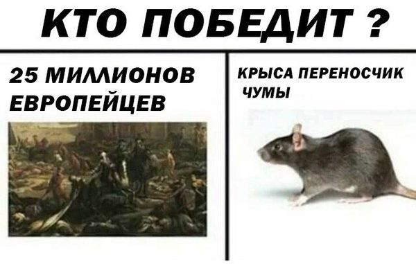 Дератизация от грызунов от крыс и мышей в Таганроге