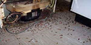 Поморить тараканов в квартире в Таганроге, цены
