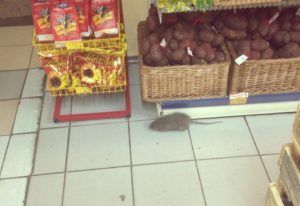 Дезинфекция от грызунов, крыс и мышей в Таганроге