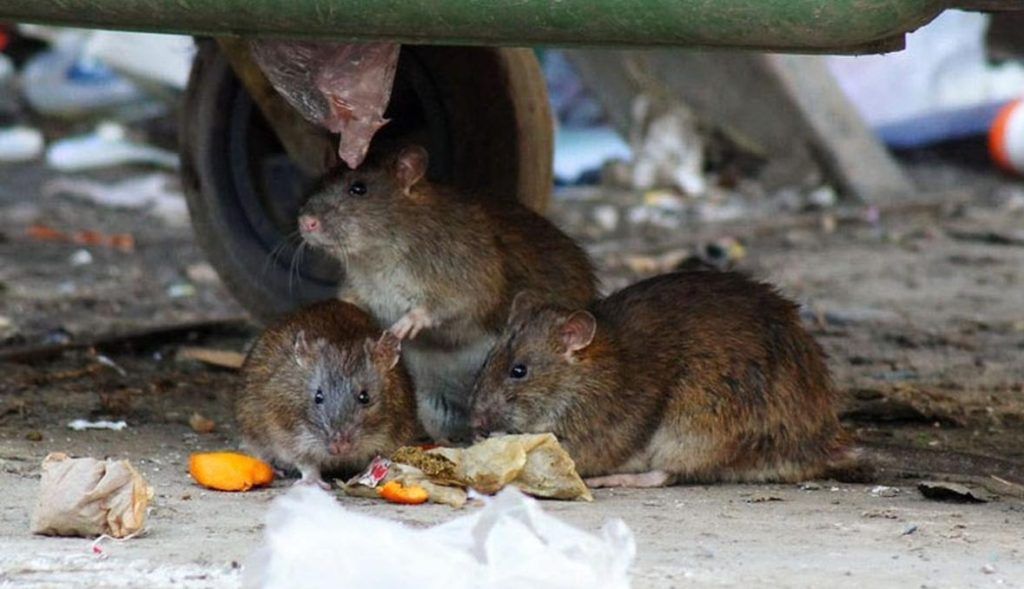 Травить грызунов крыс и мышей в Таганроге