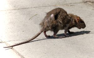 Фирма по уничтожению грызунов, крыс и мышей в Таганроге