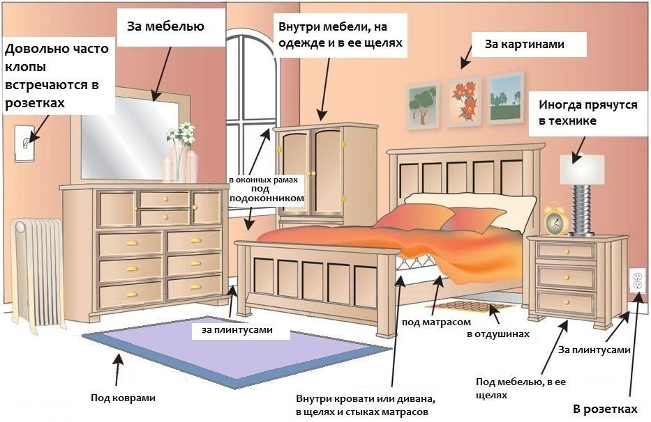 Обработка от клопов квартиры в Таганроге