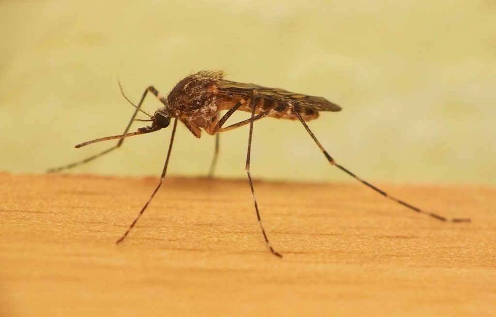 Уничтожение комаров в Таганроге