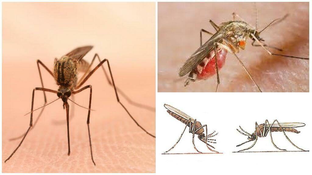 Уничтожение комаров в Таганроге