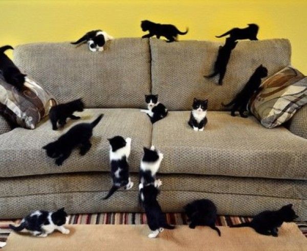 Удаление запаха кошки с мебели