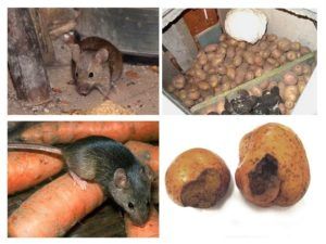 Служба по уничтожению грызунов, крыс и мышей в Таганроге
