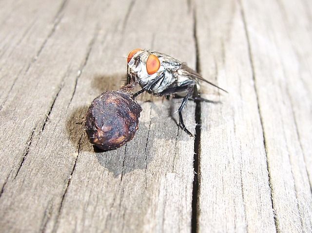 Профессиональное уничтожение мух в Таганроге с гарантией