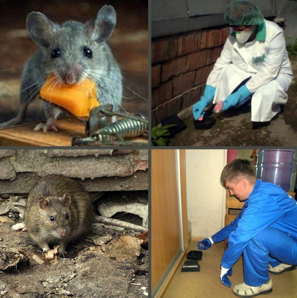 Дезинфекция от грызунов, крыс и мышей в Таганроге