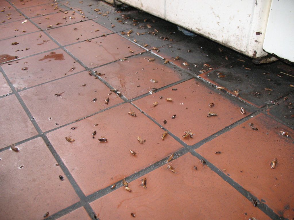 Уничтожение тараканов в квартире в Таганроге 