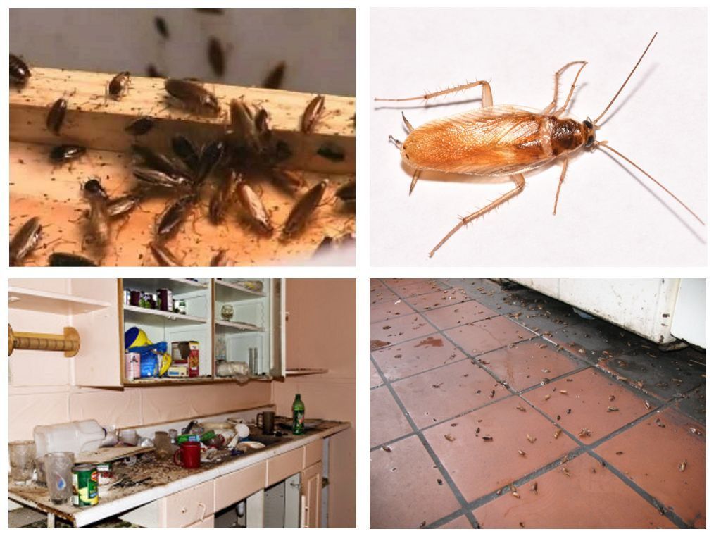 Морить тараканов в квартире в Таганроге, цены