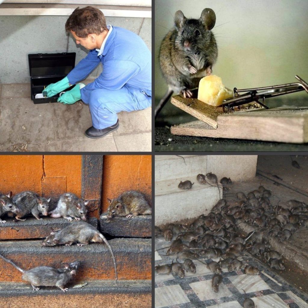 Дезинфекция от блох в квартире в Таганроге