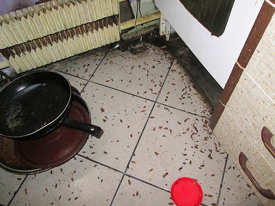Санэпидемстанция от тараканов в Таганроге, вызвать, цены